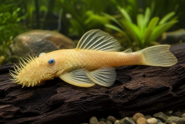 Bristlenose Catfish L144 photo