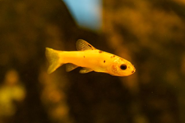 Buenos Aires Tetra photo