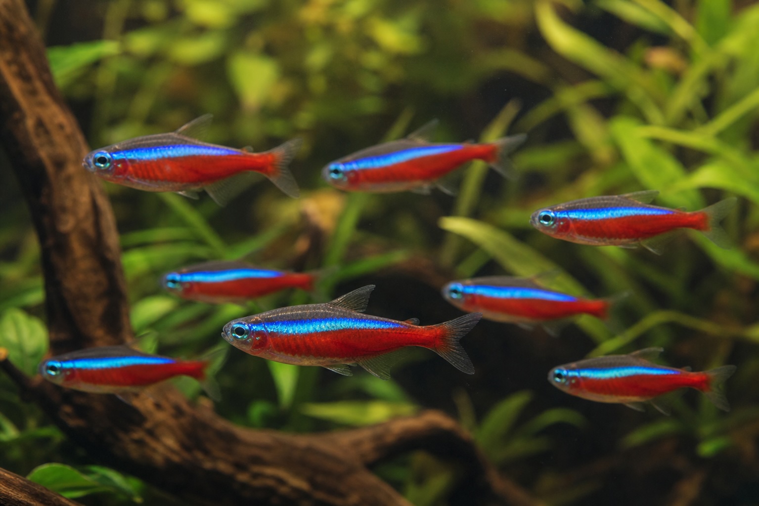 Cardinal Tetra photo