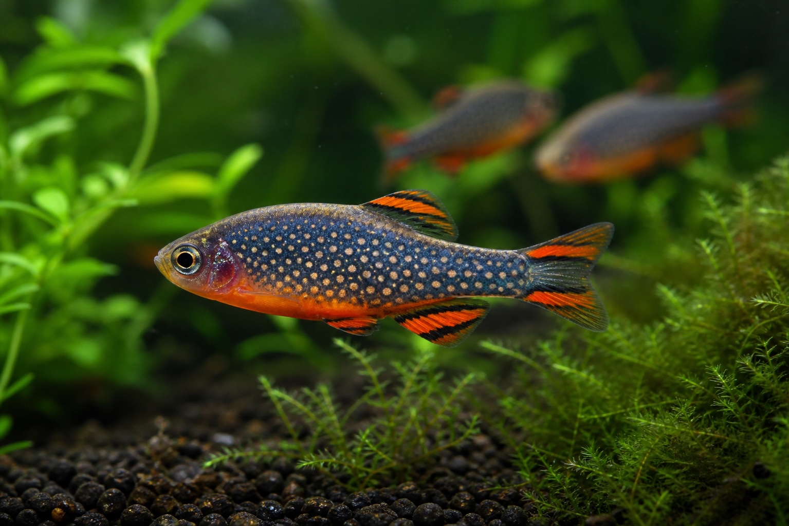 Celestial Pearl Danio photo