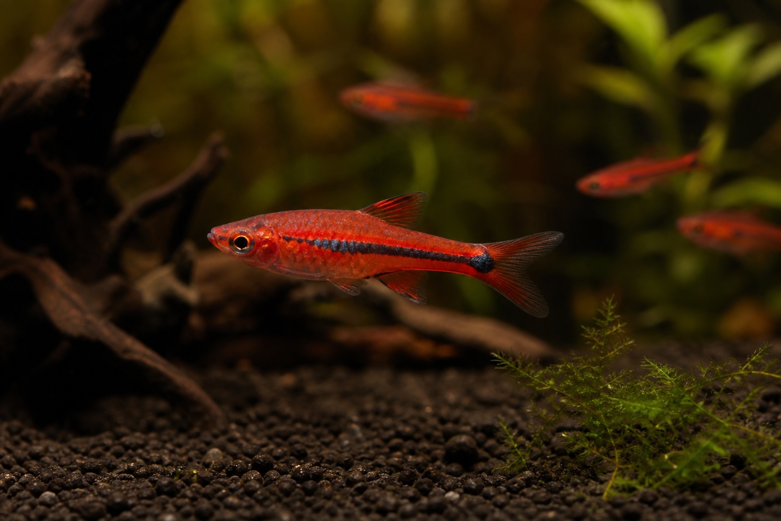 Chili Rasbora photo