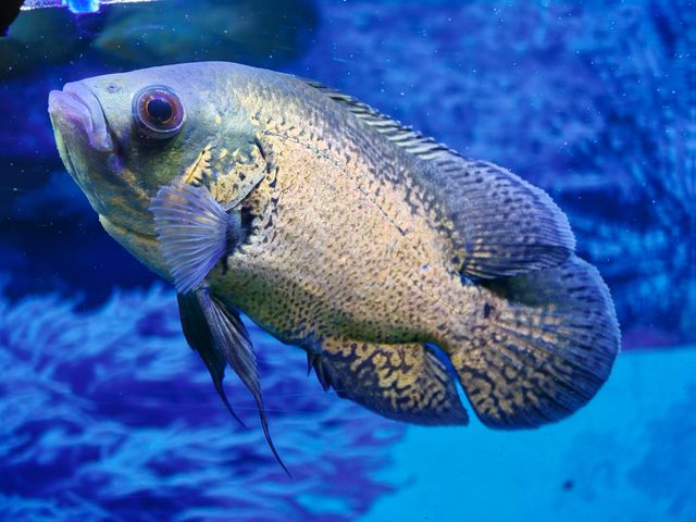 Chocolate Gourami photo