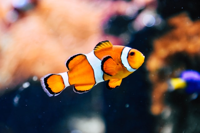 Clownfish photo