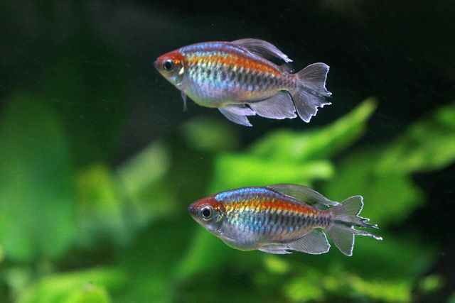 Congo Tetra photo