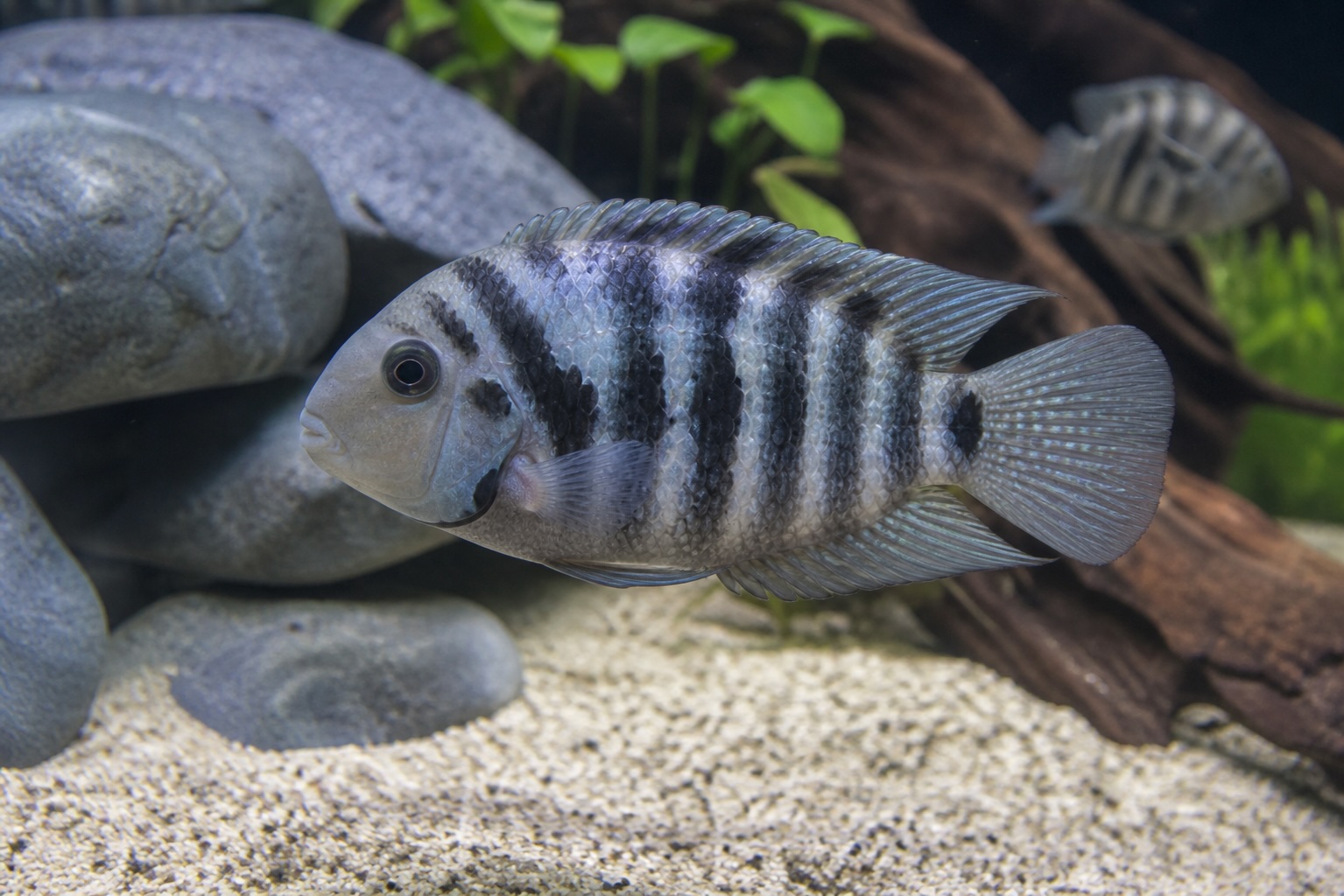 Convict Cichlid photo