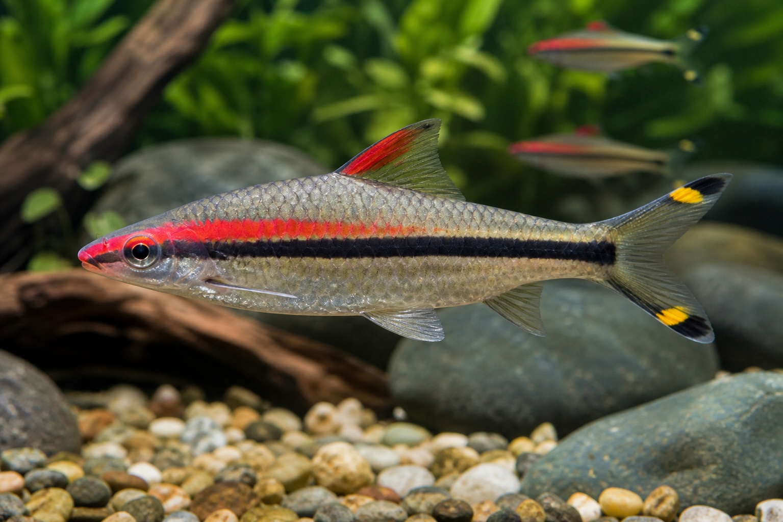 Denison Barb photo