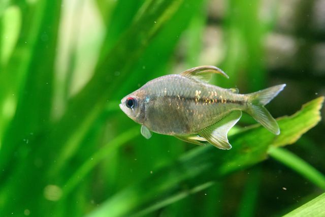 Diamond Tetra photo
