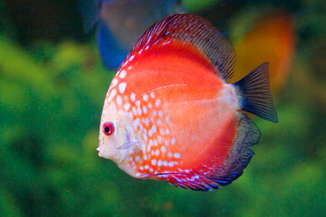 Discus photo