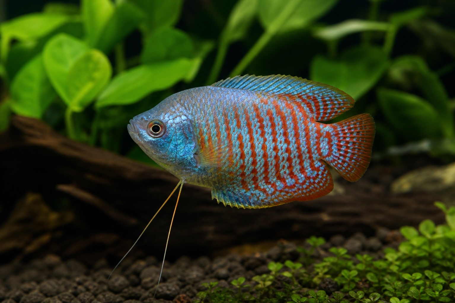 Dwarf Gourami photo
