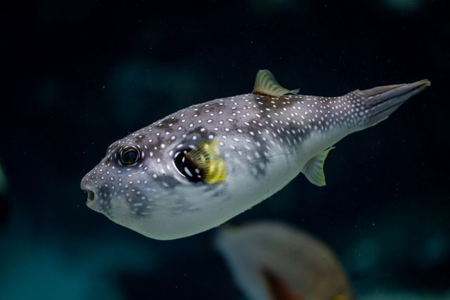 Dwarf Puffer photo