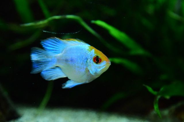 Electric Blue Acara photo