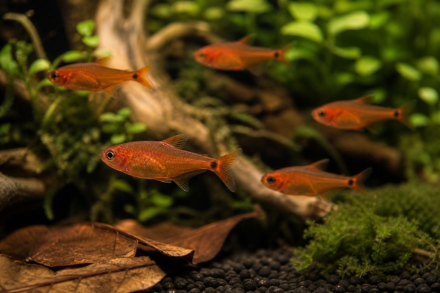 Ember Tetra photo