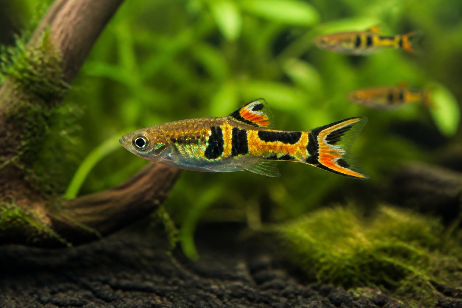 Endler Tiger photo