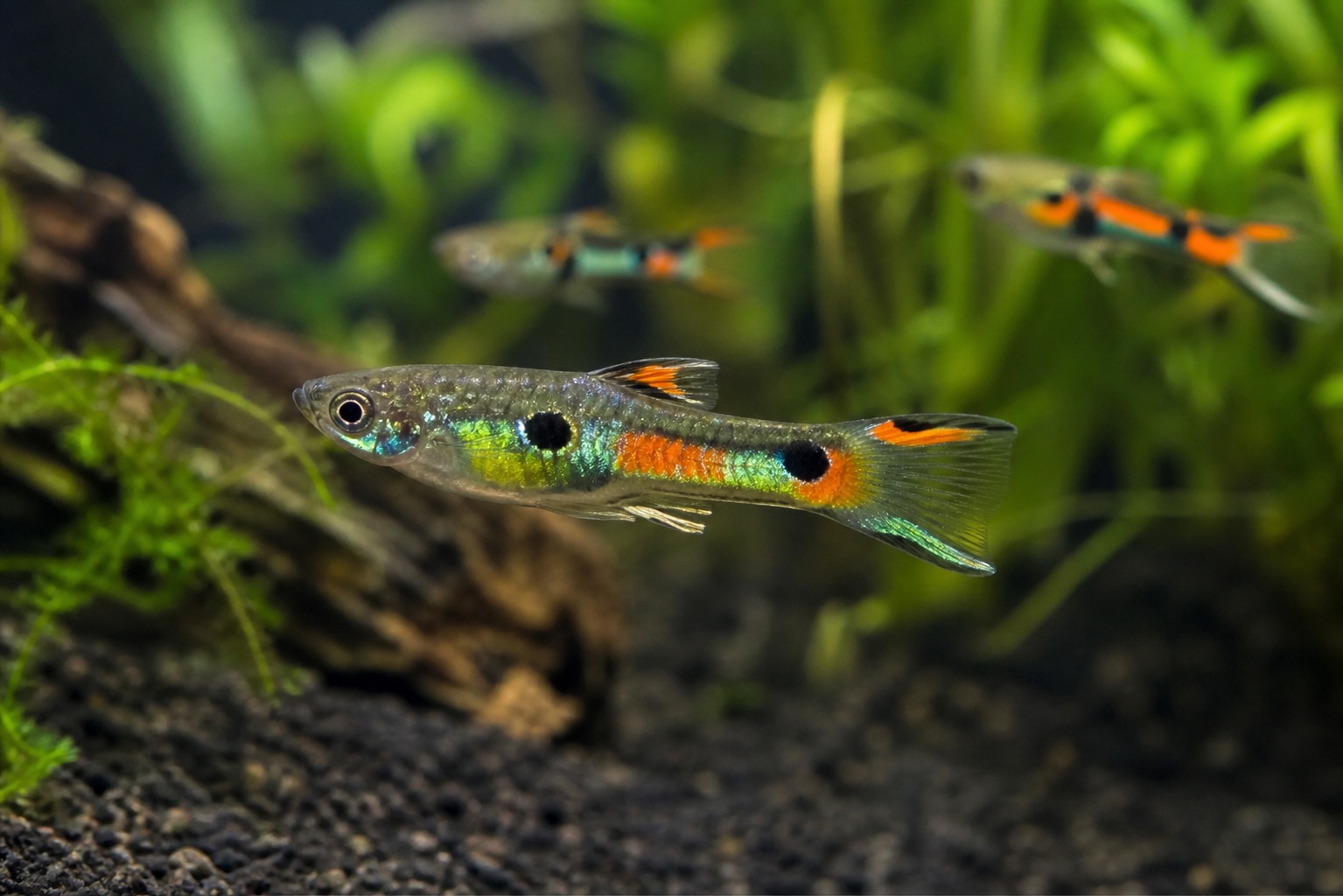 Endlers Livebearer photo