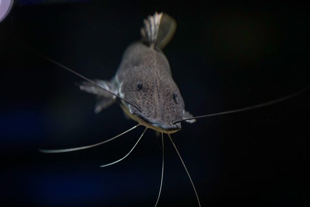 Featherfin Catfish photo