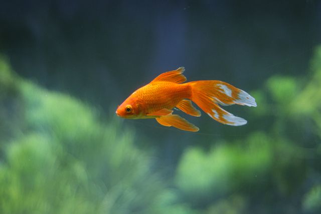 Goldfish photo