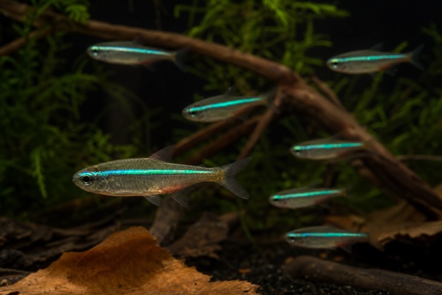 Green Neon Tetra photo