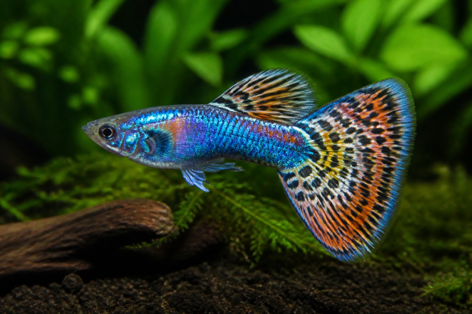 Guppy photo