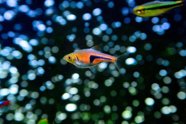 Harlequin Rasbora photo