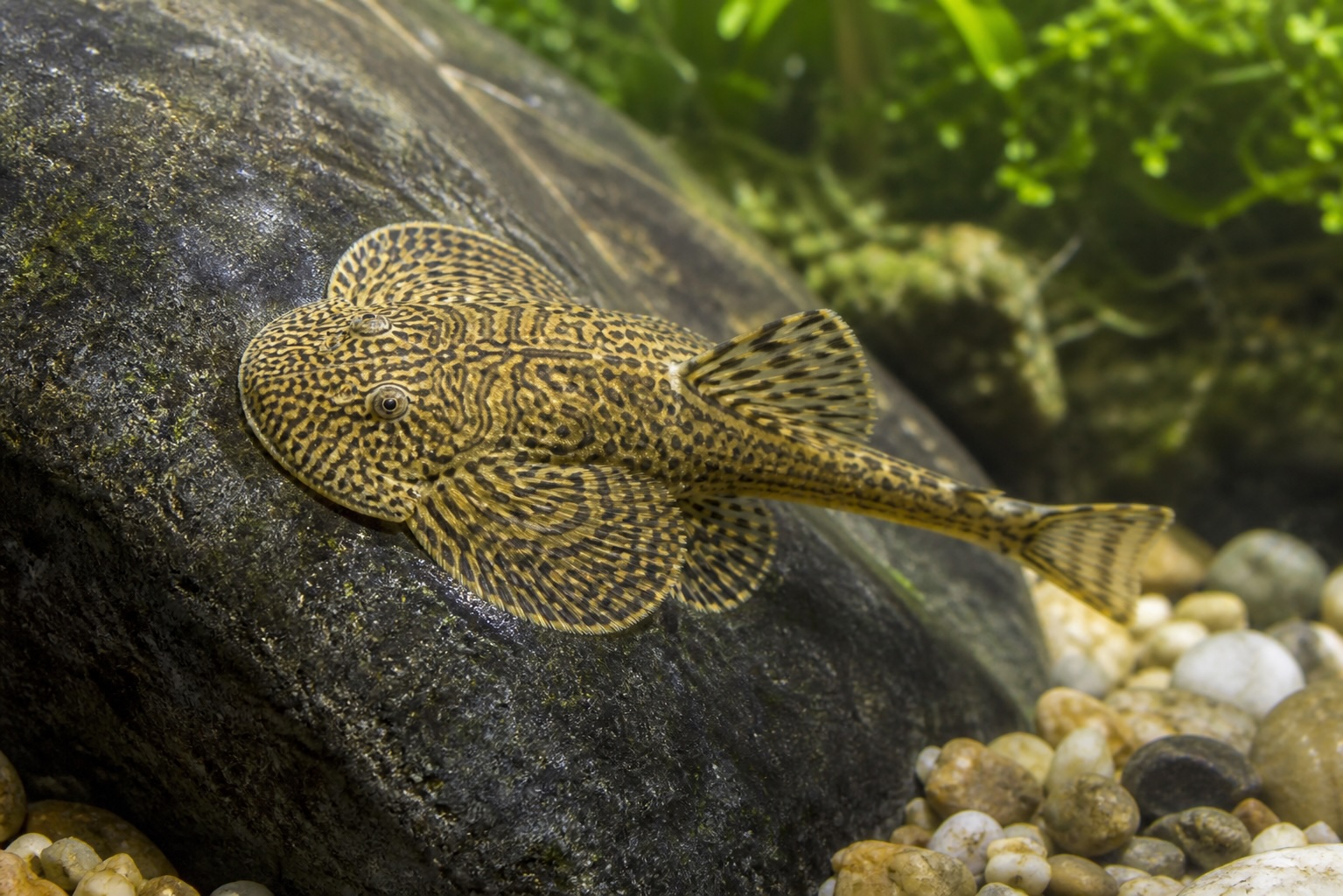 Hillstream Loach photo