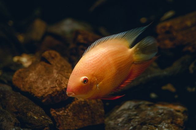 Honey Gourami photo