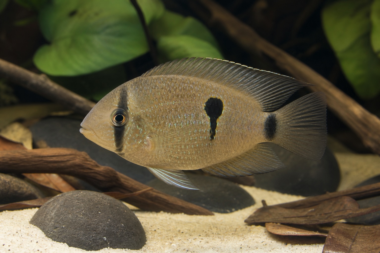 Keyhole Cichlid photo