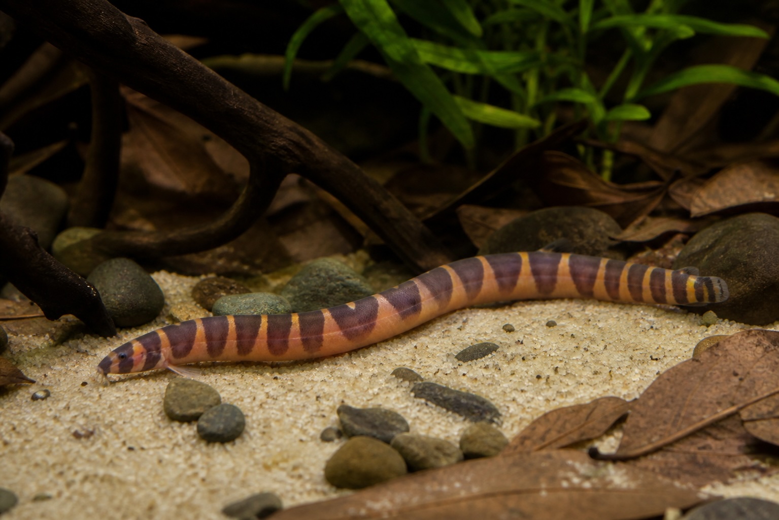 Kuhli Loach photo