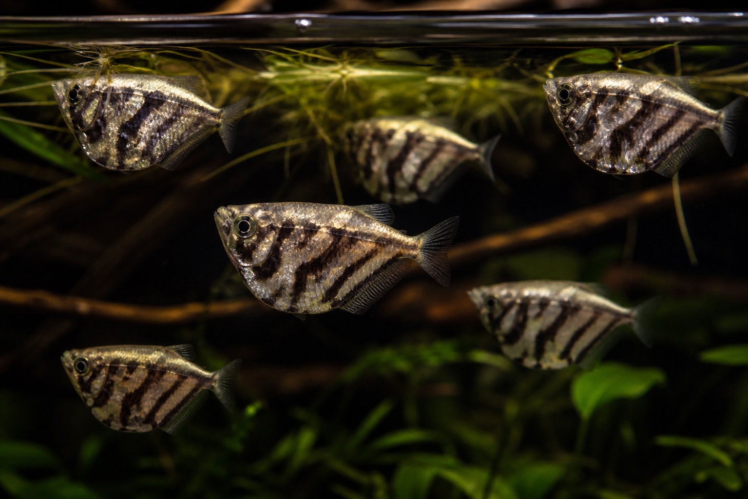 Marble Hatchetfish photo