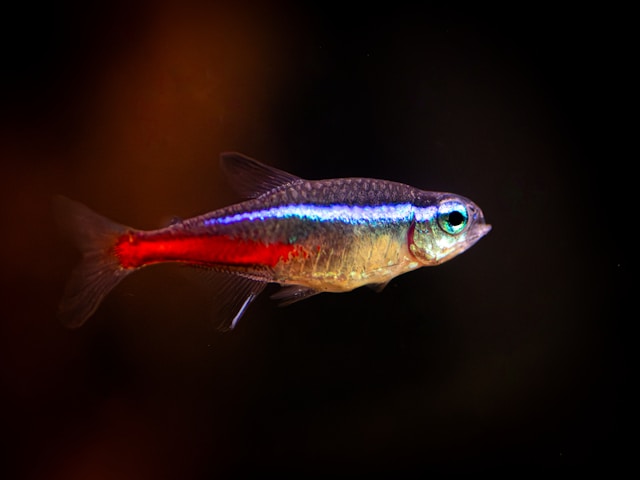 Neon Tetra photo