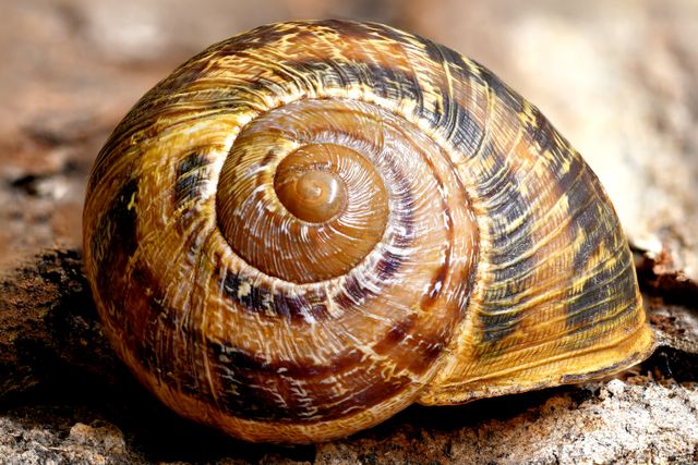 Nerite Snail photo