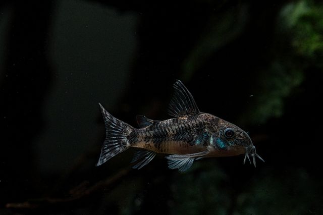 Otocinclus Catfish photo