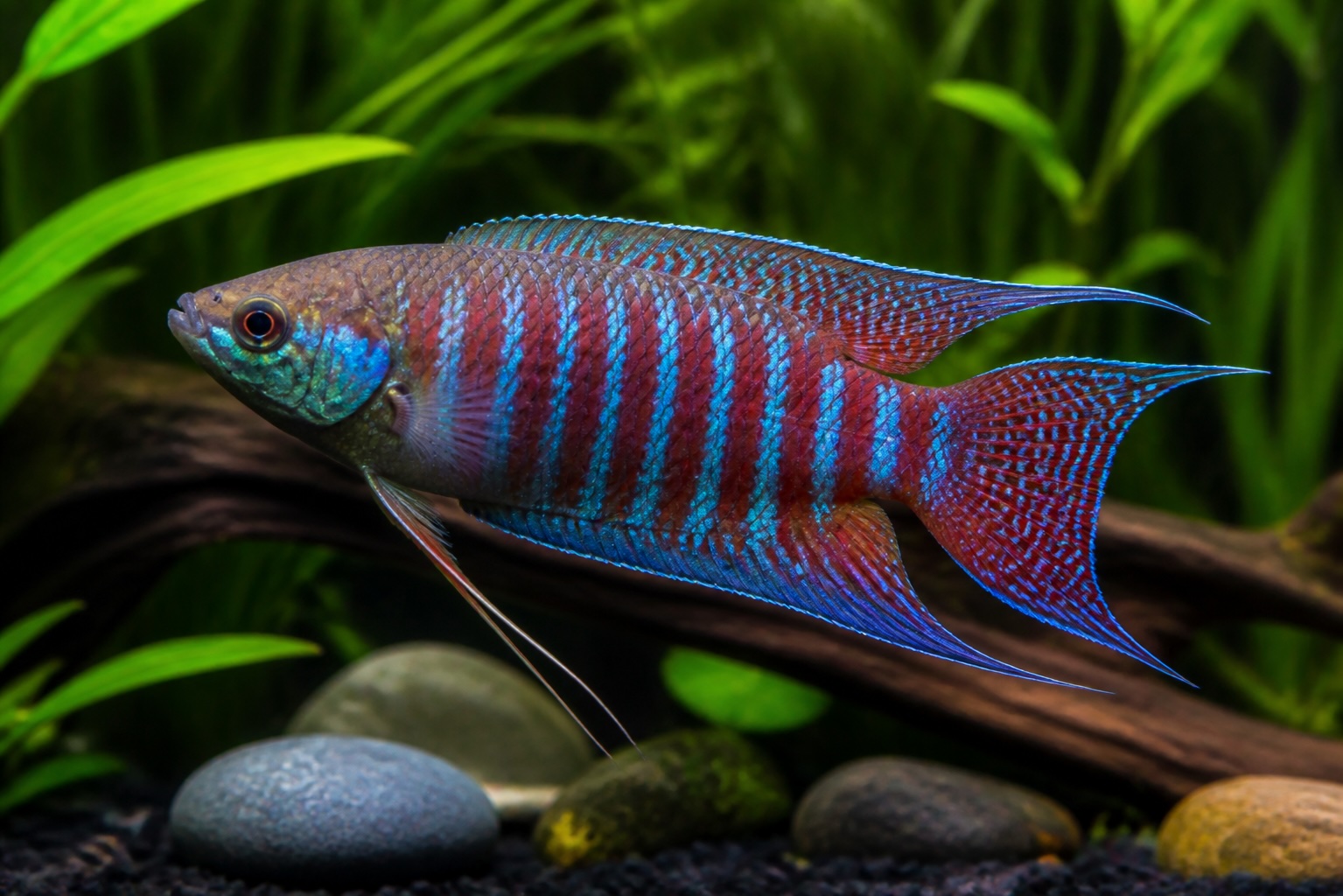 Paradise Fish photo