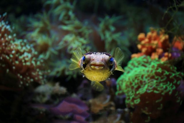 Pea Puffer photo