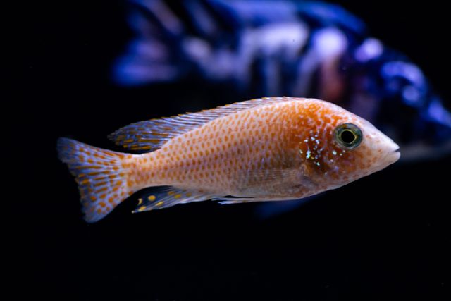 Peacock Cichlid photo