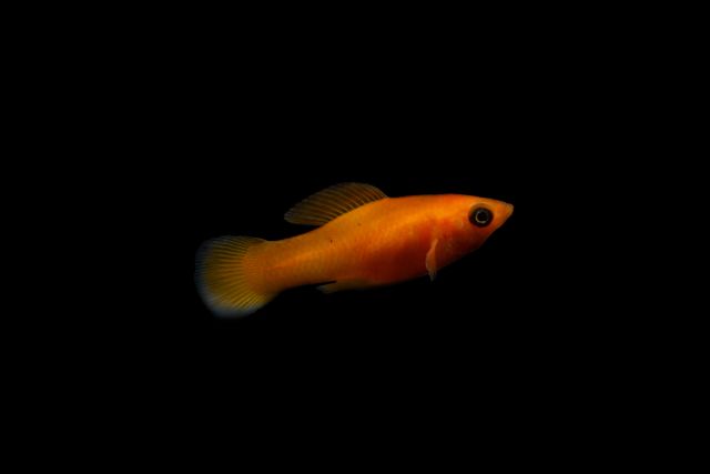 Platy photo