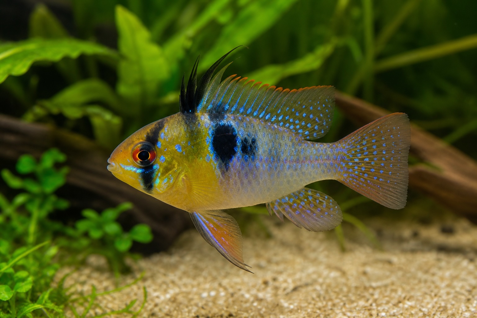 Ram Cichlid photo