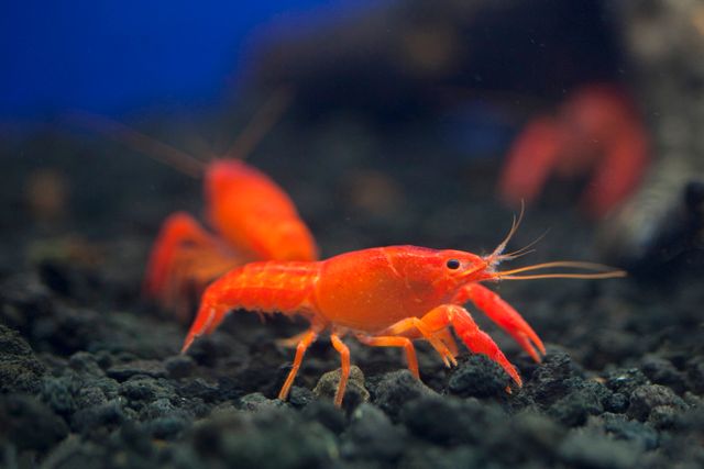 Red Cherry Shrimp photo