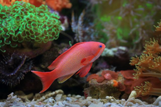 Rosy Barb photo
