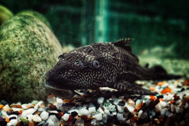Royal Pleco photo
