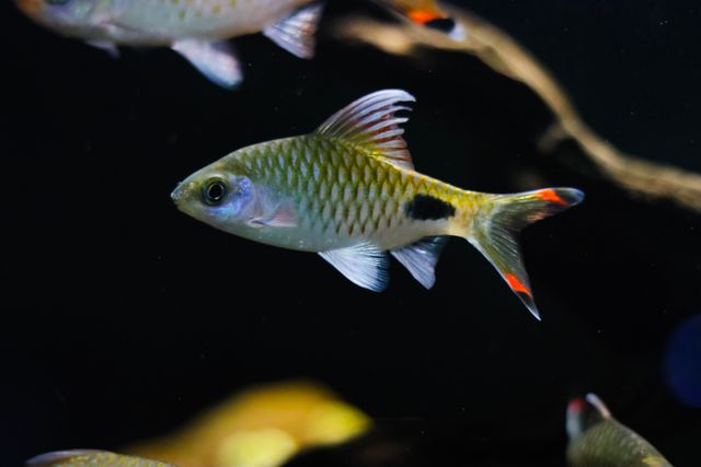 Rummy-Nose Rasbora photo