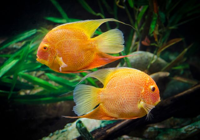 Severum photo