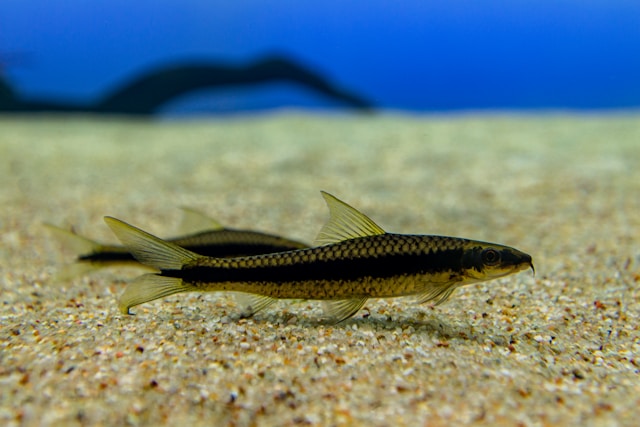 Siamese Algae Eater photo