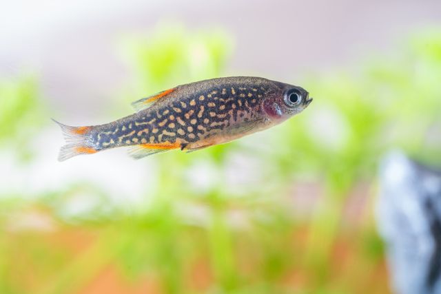 Sparkling Gourami photo