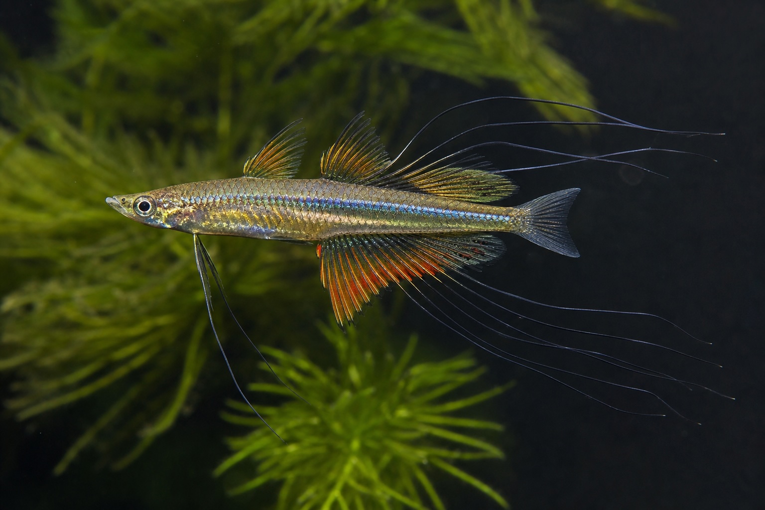 Threadfin Rainbowfish photo