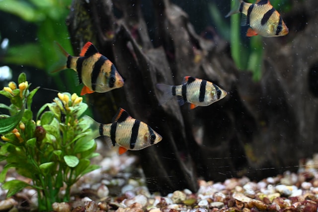 Tiger Barb photo