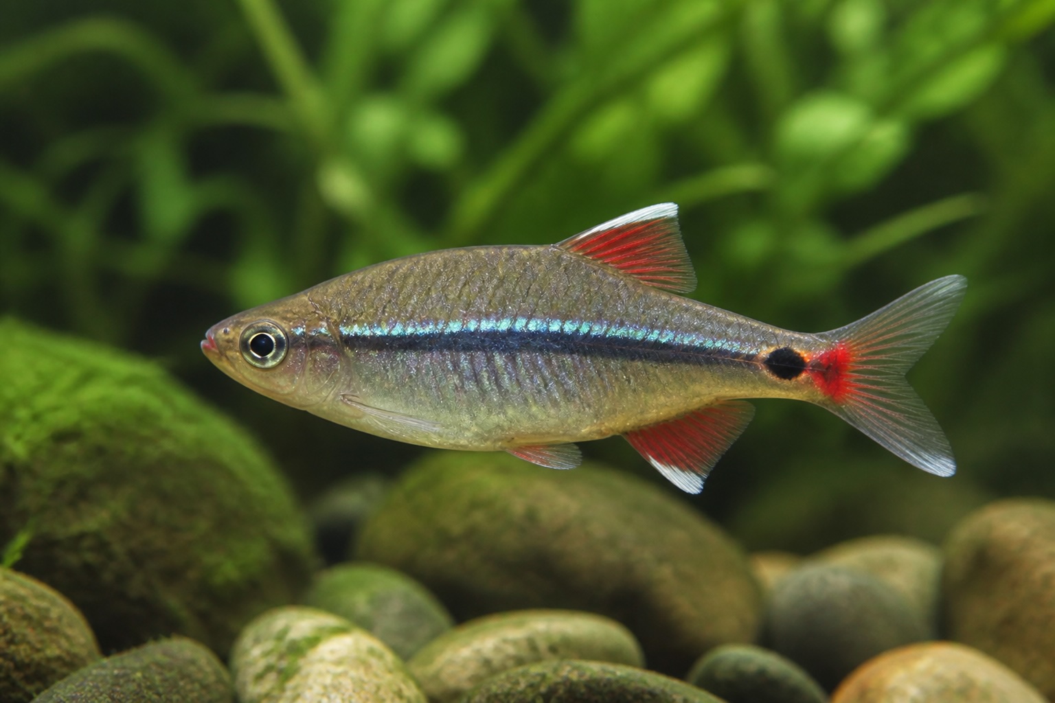 White Cloud Mountain Minnow photo