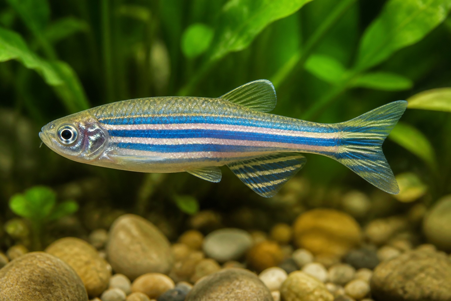 Zebra Danio photo