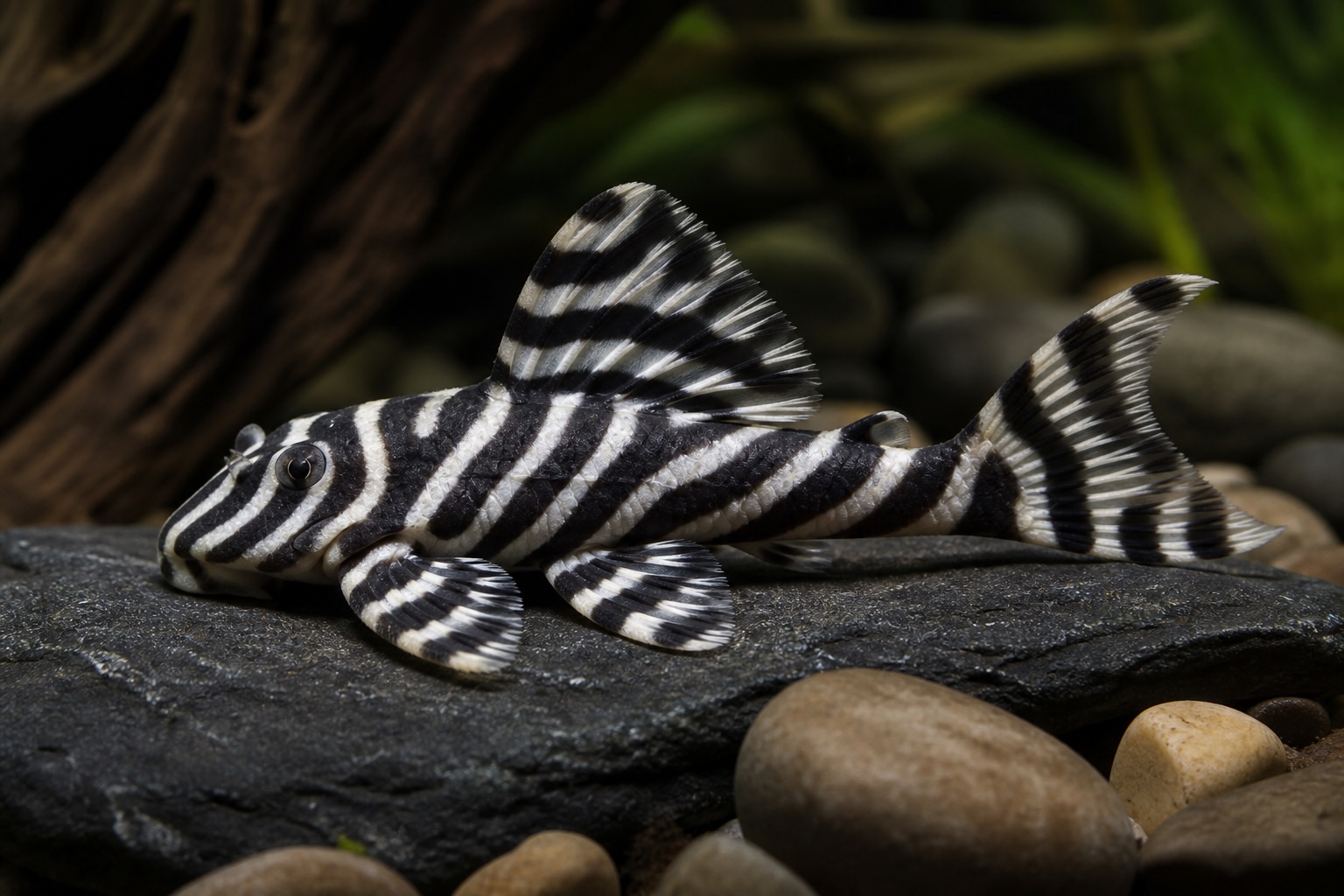Zebra Pleco photo