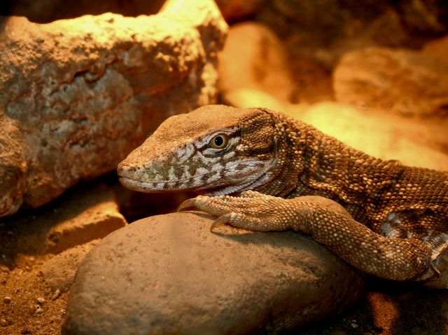 Ackie Monitor photo
