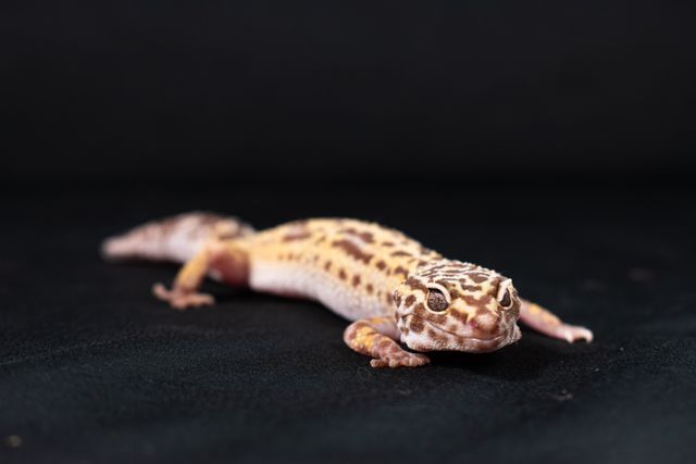 African Fat-Tailed Gecko photo